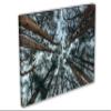 24 x 16 - Cedars Trees Canvas Print Wall Art Abstreact Tree Forest Art Print view 1