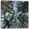 24 x 16 - Cedars Trees Canvas Print Wall Art Abstreact Tree Forest Art Print view 2