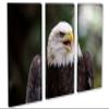60 x 40 TOTAL - American Bald Eagle Canvas Print Wall Art 3 panel split, Triptych Home Wall Decor interior design view 1