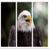 60 x 40 TOTAL - American Bald Eagle Canvas Print Wall Art 3 panel split, Triptych Home Wall Decor interior design view 2