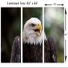 60 x 40 TOTAL - American Bald Eagle Canvas Print Wall Art 3 panel split, Triptych Home Wall Decor interior design view 3