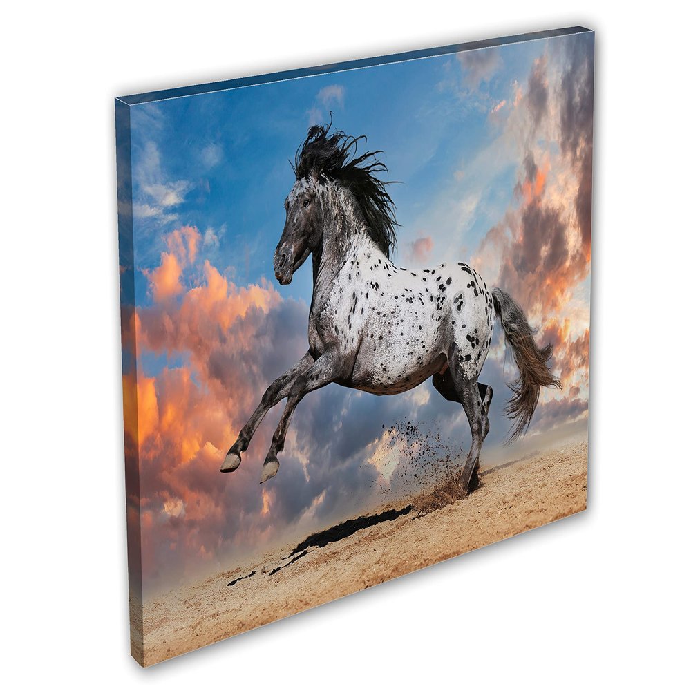 24 x 16 - Appaloosa horse Canvas Print Wall Art beautiful skies Wild Horse playing