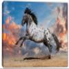 24 x 16 - Appaloosa horse Canvas Print Wall Art beautiful skies Wild Horse playing view 2
