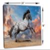 24 x 16 - Appaloosa horse Canvas Print Wall Art beautiful skies Wild Horse playing view 3