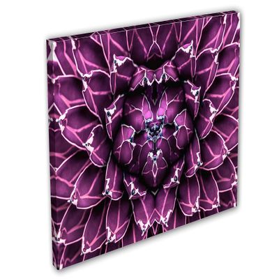 48 x 32 - Agave closeup Canvas Print Wall Art Purple botanical cactus flower plant