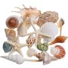 JQAQJU Sea Shells Mixed Beach Seashells 20 Kinds, 1.5"-5.5" Various Sizes Large Ocean Shells Conch 2 Kinds Natural Starfish for Decorating Beach Theme Party Fish Tank Filling Home Decor Wedding view 1