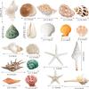 JQAQJU Sea Shells Mixed Beach Seashells 20 Kinds, 1.5"-5.5" Various Sizes Large Ocean Shells Conch 2 Kinds Natural Starfish for Decorating Beach Theme Party Fish Tank Filling Home Decor Wedding view 2