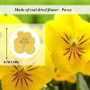 60PCS Yellow Dried Pressed Pansy Flowers for Resin, Natural Real Dry Pansy Flower for Resin Mold Jewelry Candle Card Soap Making Scrapbooking DIY Art Crafts Painting Decoration view 2
