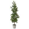 36" Pencil Princess Pine Tree in A Cement Pot view 1