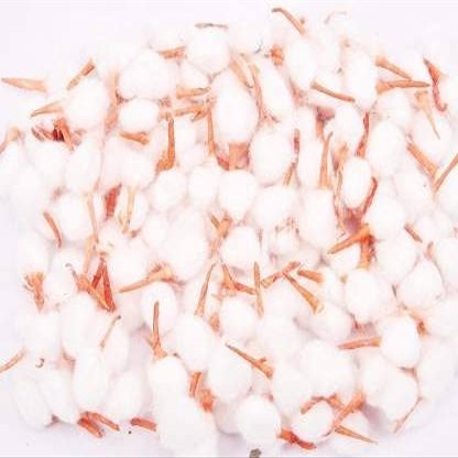 Pooja Aarti Pack of 100 Pieces Cotton Wick (Pack of 100)