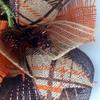 Festival of Colors Deco Mesh Autumn Wreath with Adorable Squirrel Handmade Deco Mesh. Available in 24 inch and 28 inch diameters view 3
