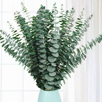 20 Pcs Preserved Dried Eucalyptus Stems, 17" Natural Fresh Eucalyptus Branches for Shower, Real Plant for Vase Filler, Dried Flowers Arrangement, Floral Home Decor