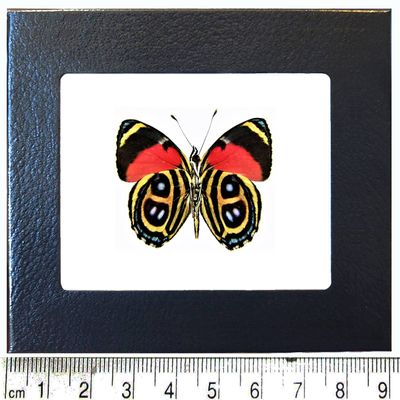 BicBugs Paulogramma peristera red gold verso butterfly Peru FRAMED