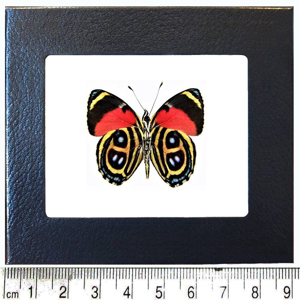 BicBugs Paulogramma peristera red gold verso butterfly Peru FRAMED