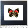 BicBugs Paulogramma peristera red gold verso butterfly Peru FRAMED view 1