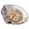 Yew & Tulip Natural Crushed Shells Chips, 64 oz (4 lb) Irregular Mother of Pearl Mosaic Fragments for Crafts, Home Dcor, Vase Filler, Wedding, Fish Tank, Wedding, DIY etc. (64 oz (4 lb), Warm) view 2