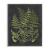 Stupell Industries Botanical Drawing Green Black Design, Design by Lettered and Lined view 1