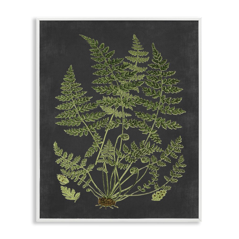 Stupell Industries Botanical Drawing Green Black Design, Design by Lettered and Lined