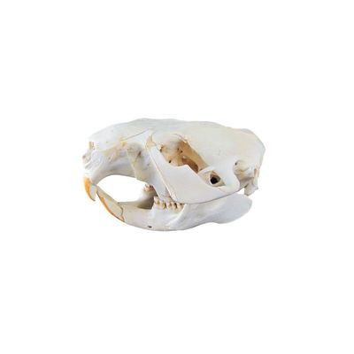 1 Pcs Authentic Beaver Real Taxidermy Genuine Animal Bones Hunting Cabin Decor