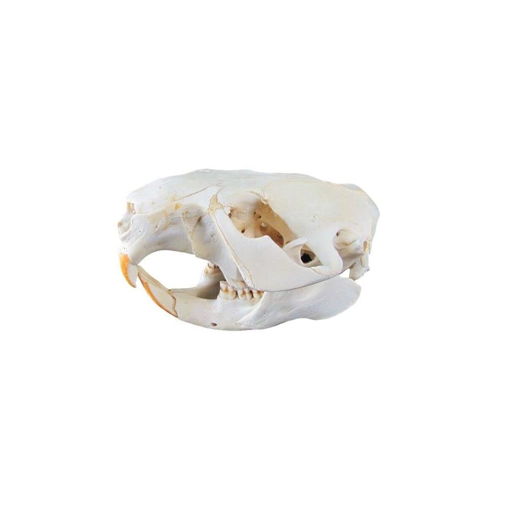 1 Pcs Authentic Beaver Real Taxidermy Genuine Animal Bones Hunting Cabin Decor