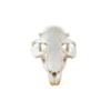 1 Pcs Authentic Beaver Real Taxidermy Genuine Animal Bones Hunting Cabin Decor view 3