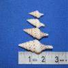 Pack of 60 Seashells with Pointy End for Crafts / Babylonia Turris 1 1/4" - 2 3/4" Sizes, SS-197 view 1