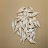 Pack of 60 Seashells with Pointy End for Crafts / Babylonia Turris 1 1/4" - 2 3/4" Sizes, SS-197 view 2