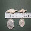 Pack of 60 Seashells with Pointy End for Crafts / Babylonia Turris 1 1/4" - 2 3/4" Sizes, SS-197 view 3