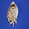 Pack of 60 Seashells with Pointy End for Crafts / Babylonia Turris 1 1/4" - 2 3/4" Sizes, SS-197 view 4