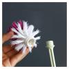 TOMYEUS Toilet Brush 2pcs Household Toilet Brush Toilet Wash Toilet Brush Long Handle Cleaning Brush Set Plastic Toilet Brush Toilet Accessories (Color : B, Size : 1pc) view 4