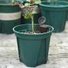 50 Pcs Brown Plastic Fertilizer Mesh Basket with Lid Planting Food Net Pot Garden Nutrition Cups for Succulent, Orchid, Bonsai Fertilizer view 4