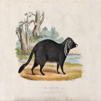 Textured Paper - Vintage Drawing - Civet Cat (1860) - Drawing Illustration Old Poster Art Print - Etching by W. Panormo After W. Berthoud Zoological - Size: 18 x 12 Inches