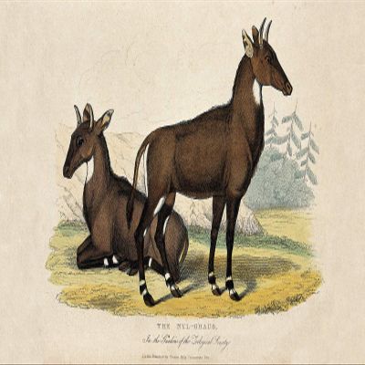 Textured Paper - Vintage Drawing - Two Nilgais/Nilgai Blue Bull (1860) - Drawing Illustration Poster Art Print - W. Panormo After W. Berthoud Zoological - Size: 18 x 12 Inches