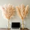46" inch 10 Stems Natural Pampas Grass Decor Tall, Pompas Grass, Tall Pampas Grass for Weddingm, Farmhouse, Boho Home Decor (Beige) view 3