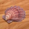 4 Pcs Polished Large Great Scallop Sea Shells 5~6 Inch,Brown Lion's Paw Baking Shells,Ocean Beach Seashells Perfect for Home Decoration, Art Craft, Vase Filler Fish Tank view 2