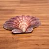 4 Pcs Polished Large Great Scallop Sea Shells 5~6 Inch,Brown Lion's Paw Baking Shells,Ocean Beach Seashells Perfect for Home Decoration, Art Craft, Vase Filler Fish Tank view 3