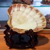 4 Pcs Polished Large Great Scallop Sea Shells 5~6 Inch,Brown Lion's Paw Baking Shells,Ocean Beach Seashells Perfect for Home Decoration, Art Craft, Vase Filler Fish Tank view 4