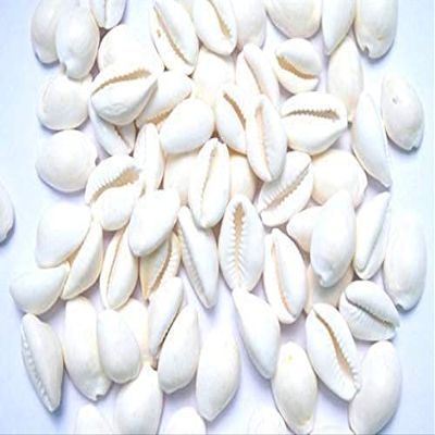 Anjali Enterprises White Kodi Shells for Pooja White Cowrie Sea Shell | Laxmi and Diwali Pooja (White, Set of 11pcs) (Large)