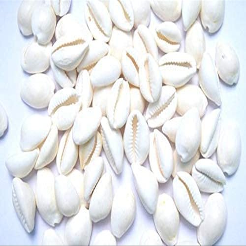 Anjali Enterprises White Kodi Shells for Pooja White Cowrie Sea Shell | Laxmi and Diwali Pooja (White, Set of 11pcs) (Large)