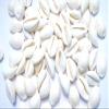 Anjali Enterprises White Kodi Shells for Pooja White Cowrie Sea Shell | Laxmi and Diwali Pooja (White, Set of 11pcs) (Large) view 1