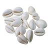 Anjali Enterprises White Kodi Shells for Pooja White Cowrie Sea Shell | Laxmi and Diwali Pooja (White, Set of 11pcs) (Large) view 2