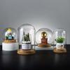 Sewroro Led Light Base 5Pcs Clear Glass Dome Cloche Bell Jars Dome Display Case Tabletop Centrepiece for Plants Succulents Fairy Lights Cake Decoration Clear Glass Plant Terrarium view 2