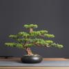 Indoors Artificial Trees Indoors Ornament Artificial Bonsai Pine Tree Faux Potted Plants House Plants Zen Desktop Decoration for Home Kitchen Office Bookshelf Artificial Bonsai view 3