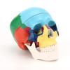 RONTEN Human Skull Anatomical Model, Painted Medical Skull 3-Part Removable Skull Cap and Moving Jaw, Display Model for Medical Student Human Anatomy Teaching and Studying(Asia) view 1