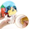 RONTEN Human Skull Anatomical Model, Painted Medical Skull 3-Part Removable Skull Cap and Moving Jaw, Display Model for Medical Student Human Anatomy Teaching and Studying(Asia) view 2