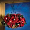 Duffire Christmas Poinsettia Hanging Basket Pre-Lit Artificial Floral Arrangement with Pine Needles for Outdoor Yard Porch Holiday Decor view 2