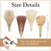 400 Pcs Dried Pampas Grass Decor Bulk 17 Inch White Dried Reed Grass Bunny Tails Dried Flowers Natural Fluffy Reed Grass Pampas Grass Brown White Pampas for Boho Home Table Party Wedding Decorations view 2