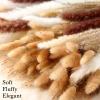 400 Pcs Dried Pampas Grass Decor Bulk 17 Inch White Dried Reed Grass Bunny Tails Dried Flowers Natural Fluffy Reed Grass Pampas Grass Brown White Pampas for Boho Home Table Party Wedding Decorations view 3