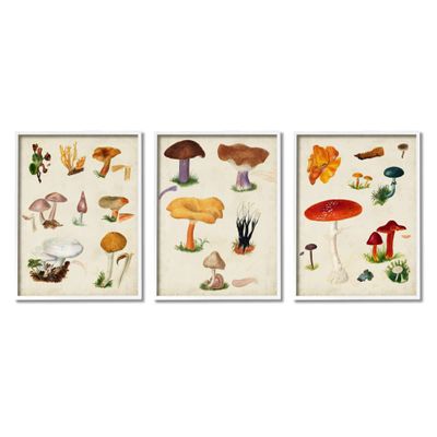 Stupell Industries Various Mushrooms Latin Study Drawings Botanical Diagram, Design by Vision Studio