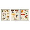 Stupell Industries Various Mushrooms Latin Study Drawings Botanical Diagram, Design by Vision Studio view 1